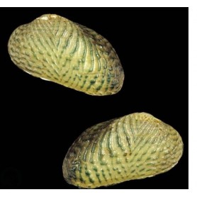 Scabies crispata Scabies crispata