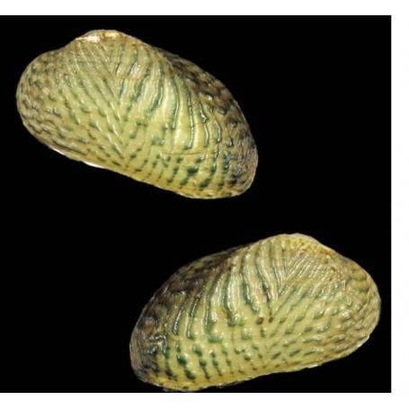 Scabies crispata