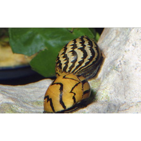 Caracol nerita tigre