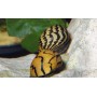 Caracol nerita tigre