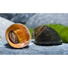 Caracol nerita red lips - labios rojos Caracol nerita red lips - labios rojos