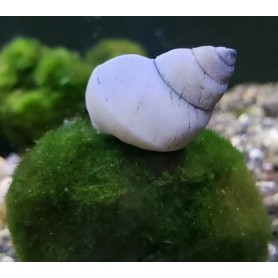 CARACOL MAGO BLANCO – FILOPALUDINA MARTENSI CARACOL MAGO BLANCO – FILOPALUDINA MARTENSI
