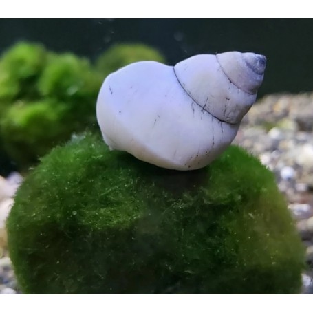 CARACOL MAGO BLANCO – FILOPALUDINA MARTENSI