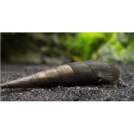 Caracol cuerno del diablo - faunus ater