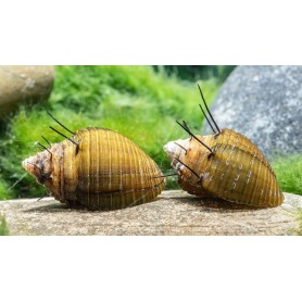 Caracol erizo- thiara cancellata Caracol erizo- thiara cancellata