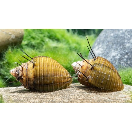 Caracol erizo- thiara cancellata