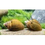 Caracol erizo- thiara cancellata