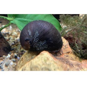 Caracol nerita pulligera - Black helmet Caracol nerita pulligera - Black helmet