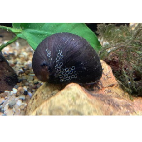 Caracol nerita pulligera - Black helmet