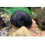 Caracol nerita pulligera - Black helmet