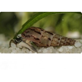 Melanoide tubercularia - Caracol trompeta Melanoide tubercularia - Caracol trompeta