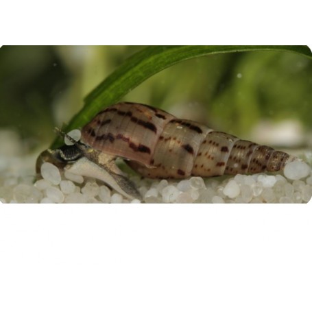 Melanoide tubercularia - Caracol trompeta