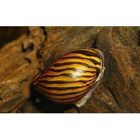 Caracol zebra nerita Caracol zebra nerita