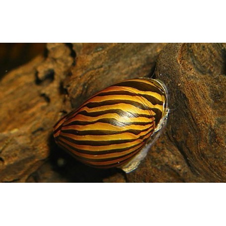 Caracol zebra nerita