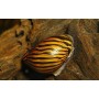Caracol zebra nerita