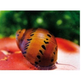 Caracol red spotted nerita Caracol red spotted nerita