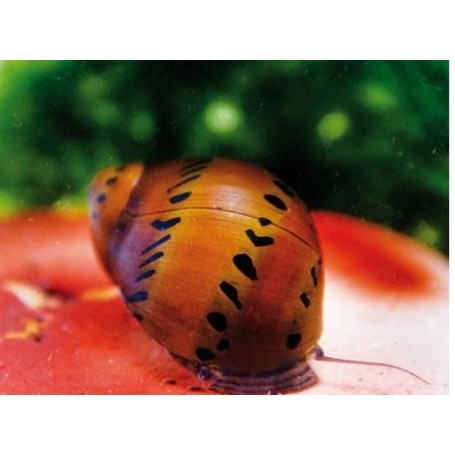 Caracol red spotted nerita