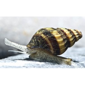 Caracol anentome helena " caracol asesino " Caracol anentome helena " caracol asesino "
