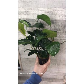 Anubias barteri XXL Anubias barteri XXL