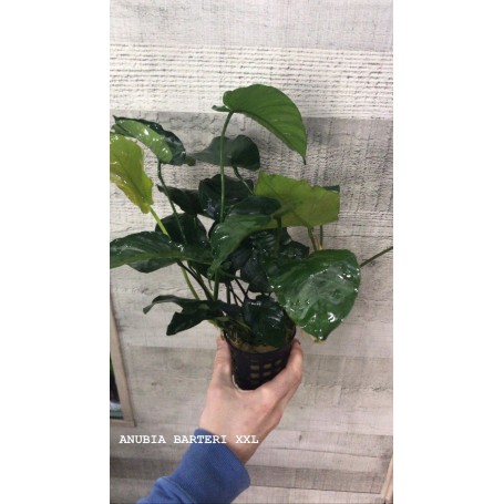 Anubias barteri XXL