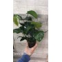 Anubias barteri XXL