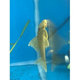 BARYANCISTRUS DEMANTOIDES L200