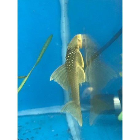 BARYANCISTRUS DEMANTOIDES L200