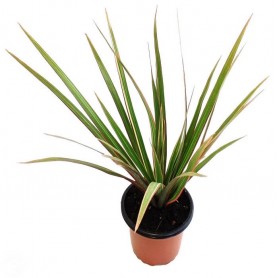 Dracanea marginata Dracanea marginata