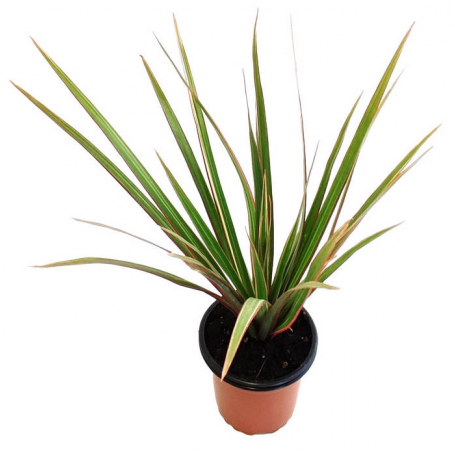 Dracanea marginata