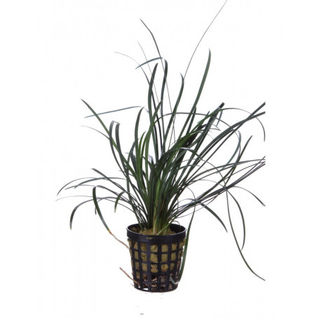 Ophiopogon jaburan