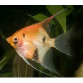 Escalar red devil Escalar red devil