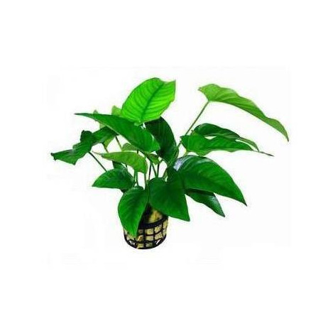 ANUBIA BARTERI STRIPED