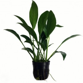 5x Anubia lanceolata Anubia lanceolata