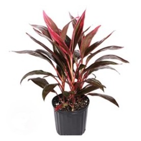 Cordyline Red Edge Cordyline Red Edge