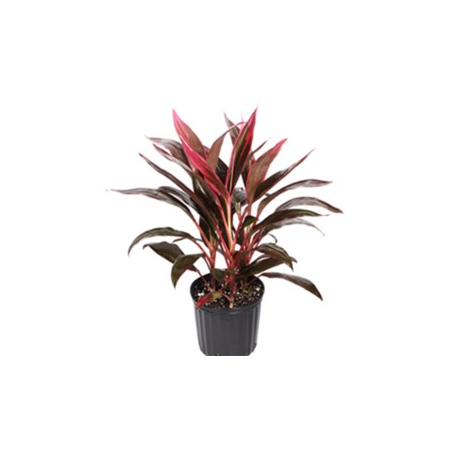 Cordyline Red Edge