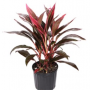 Cordyline Red Edge
