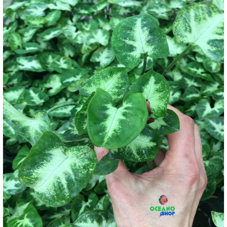 Syngonium White Butterfly