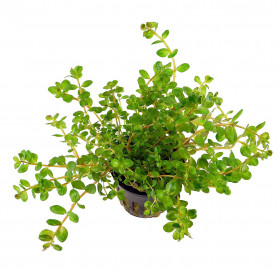 5x Rotala rotundifolia Rotala rotundifolia