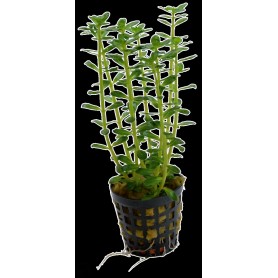 Rotala indica Rotala indica