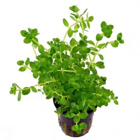 5x Rotala rotundifolia green Rotala rotundifolia green