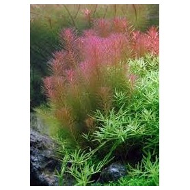 5x Rotala walichii Rotala walichii