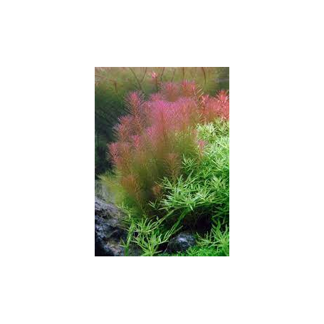 Rotala walichii