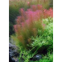Rotala walichii