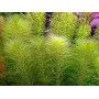 Myriophyllum propiquum