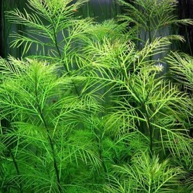 Myriophyllum green submerse Myriophyllum green submerse