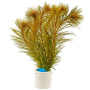 Myriophyllum red submerse