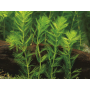 Myriophyllum spicatum