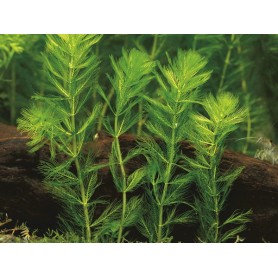 Myriophyllum spicatum Myriophyllum spicatum