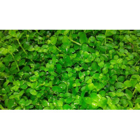 5x Micranthemum Monte Carlo Micranthemum MonteCarlo