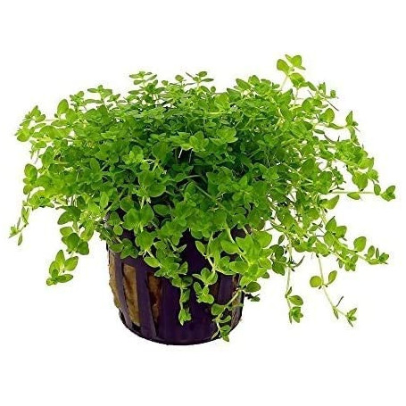 Micranthemum micranthemoides